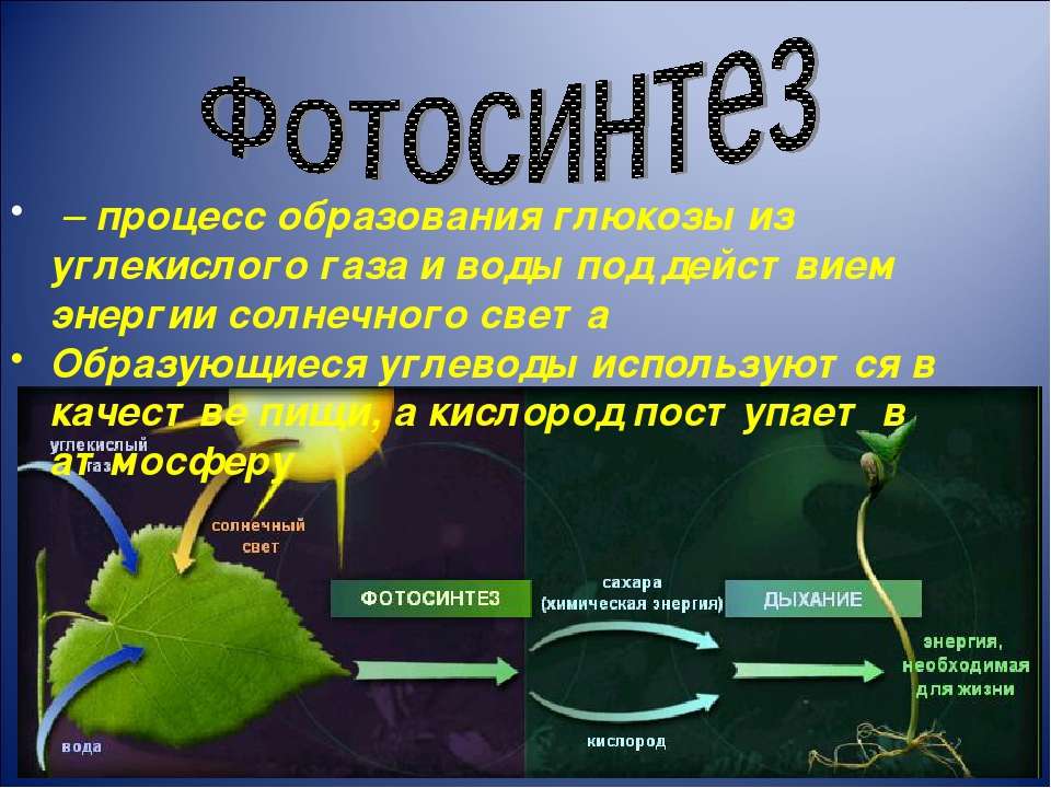 При фотосинтезе растения поглощают воду и кислород