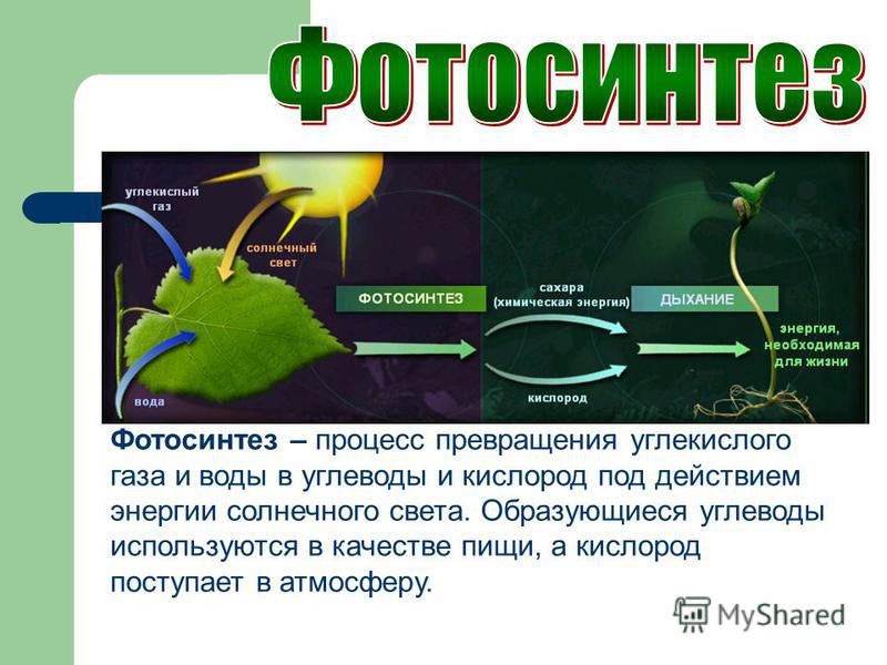 Вещество х в схеме превращений происходящих в природе углекислый газ х крахмал