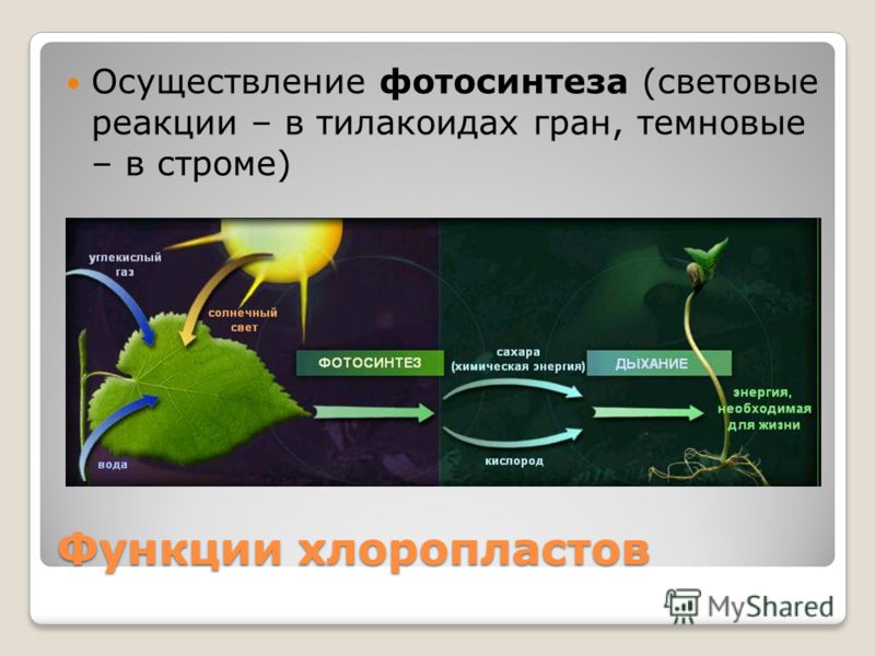 Тест по теме фотосинтез 10 класс биология. Световые и темновые реакции фотосинтеза. Циклические реакции в фотосинтезе. Схема процесса фотосинтеза. Фотосинтез 9 класс биология.