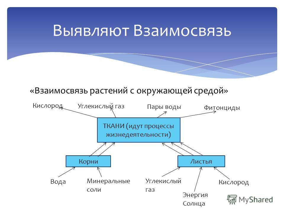 Каким образом через. Взаимосвязь растений с окружающей средой. Взаимосвязь организма растения с окружающей средой. Взаимосвязь растений с окружающей средой схема. Связь растения с окружающей средой схема.