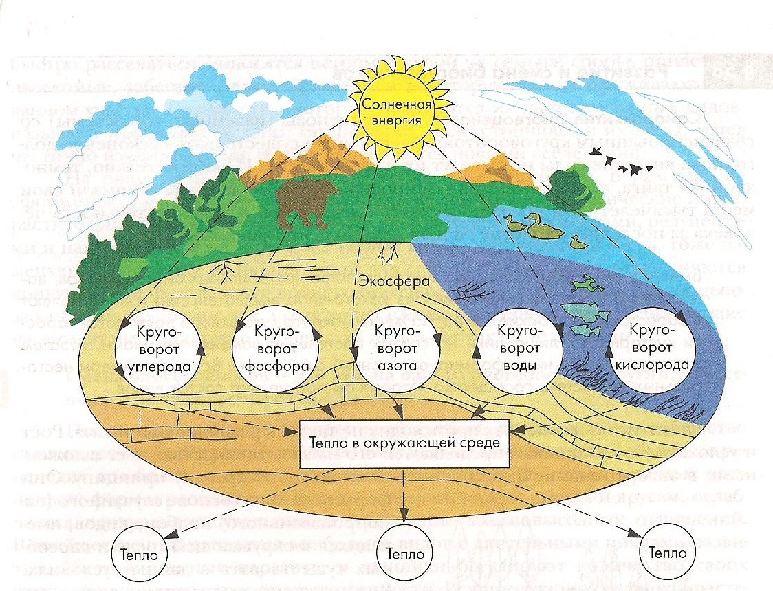 Биологический круговорот живых организмов. Круговорот веществ и энергии в биосфере схема. Круговорот углерода в биосфере. Поток вещества и энергии в биосфере схема. Биологический круговорот веществ в биосфере схема.