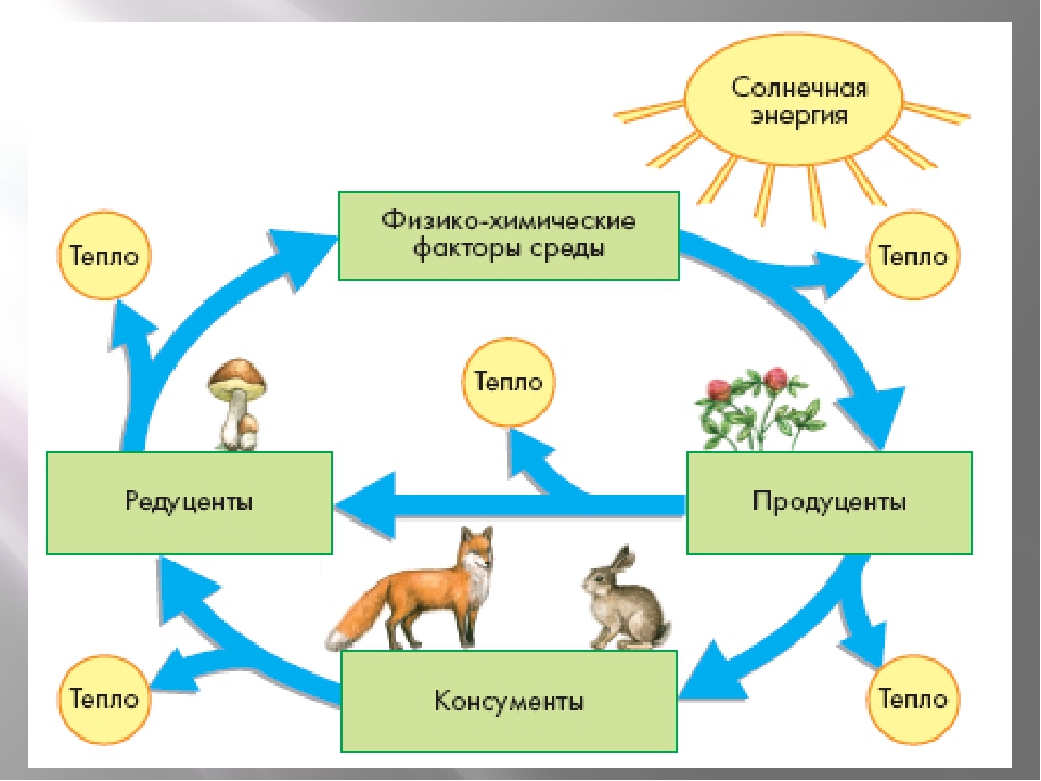 В естественной экосистеме круговорот веществ. Круговорот веществ в природе. Биологический круговорот.. Схема круговорота энергии и вещества в экосистеме. Круговорот веществ и поток энергии в экосистеме 9 класс. Схема кругоаорота вещества в экостстемах.