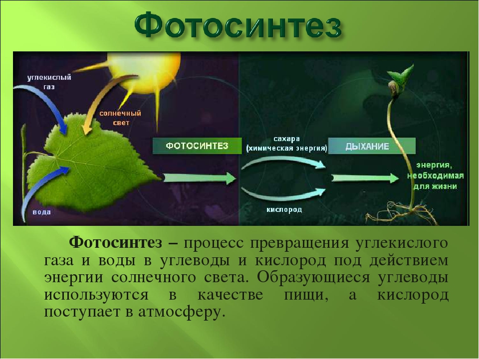 Какой газ необходим животным. Фотосинтез растений кратко. Фотосинтез 9 класс биология. Химические реакции процесса фотосинтеза. Фотосинтез это в биологии 9.