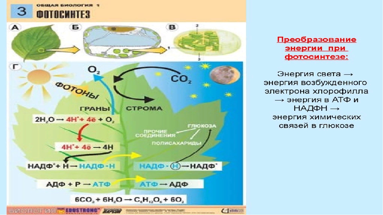 В процессе фотосинтеза энергия света. Биосинтез углеводов фотосинтез схема. Искусственный фотосинтез схема. Преобразование энергии света при фотосинтезе. Фотосинтез преобразование энергии света в энергию химических связей.