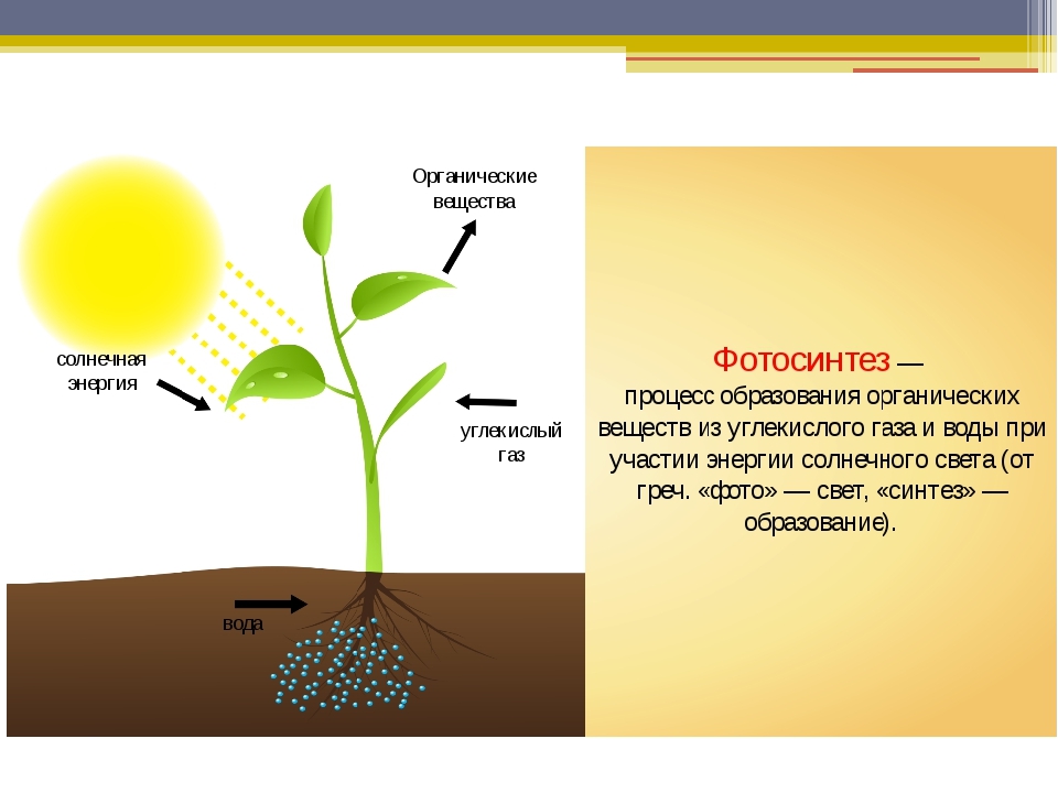 Значение фотосинтеза в природе биология 6 класс. Солнечная энергия фотосинтез. Схема фотосинтеза 6 класс. Схема фотосинтеза 6 класс биология. Фотосинтез это процесс образования.