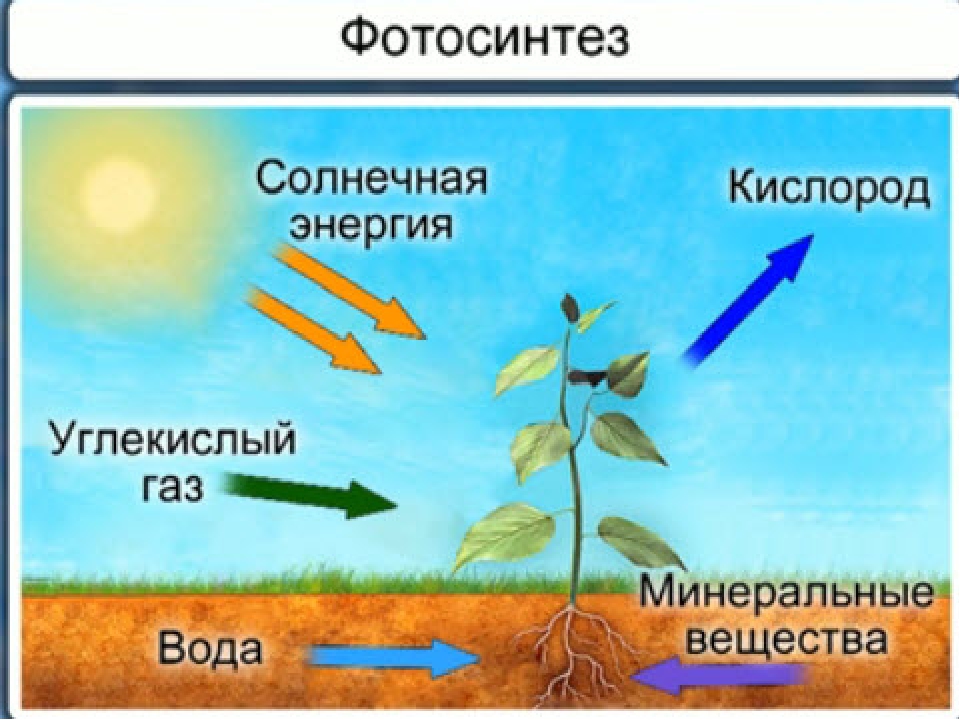 Как называется данный процесс углекислый газ вода. Схема фотосинтеза 6 класс биология. Фотосинтез растений 6 класс. Схема фотосинтеза 6. Фотосинтез растений 6 класс биология.