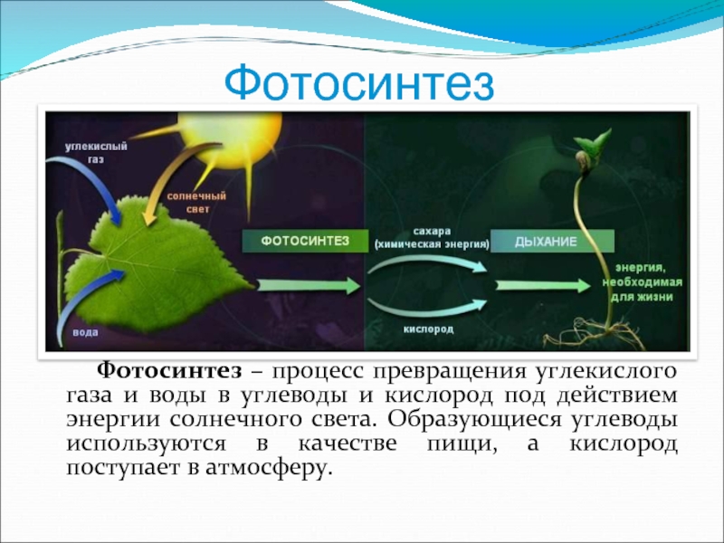 Схема фотосинтеза и дыхания